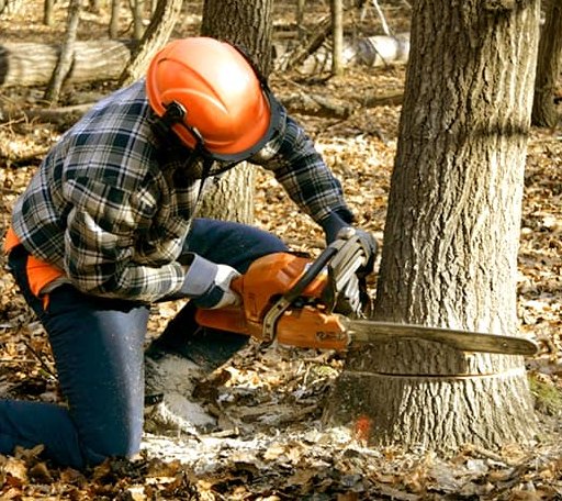 Tree Removal in Huxford, AL